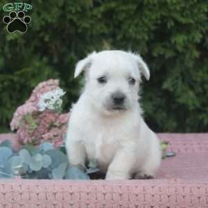 Riley, West Highland Terrier Puppy